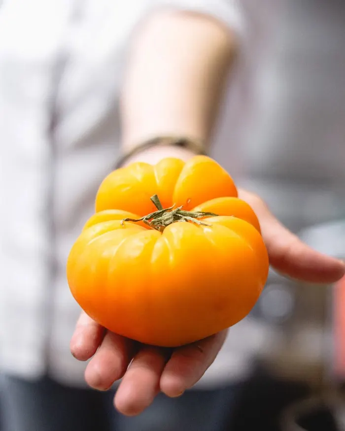 Une tomate ancienne jaune tenue à pleine main